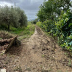 Iolo. Terreno agricolo di 3900 mq con annessi e box. | RIF. DC48 - TERRENO